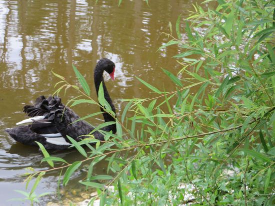 Wir haben auch viele Wasservögel gesehen, überall waren Unterstände, von denen aus man die Vögel beobachten konnte. Wir haben ein paar schwarze Schwäne gesehen.