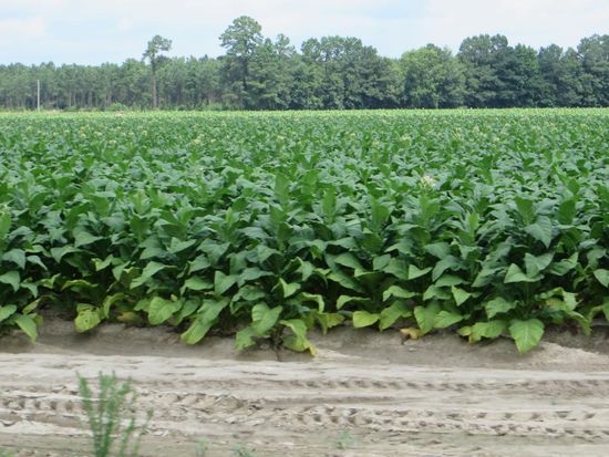 Auch gibt es hier ein Museum wieder über den Krieg der Konföderierten und Kanonen stehen schußbereit vor der Tür.