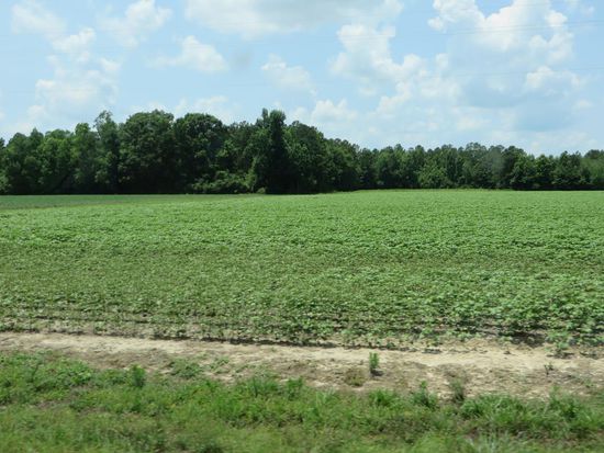 Erdnussfelder säumen auch die Straße, aber hier sind die Pflanzen noch recht klein.