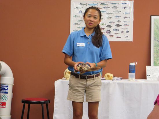 eine lebende Seeschildkröte