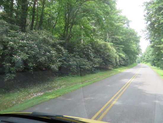 Es geht nur durch Natur rechts und links stehen riesige Hecken noch weiß-rosa  blühender Rhododendron.