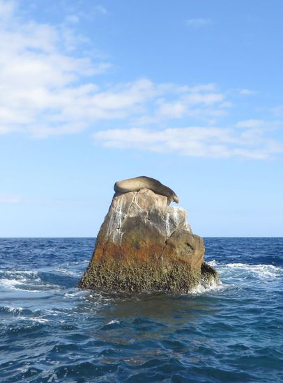 und das ist Lands End, der südlichste Punkt der Baja, den ein Seelöwe besetzt.