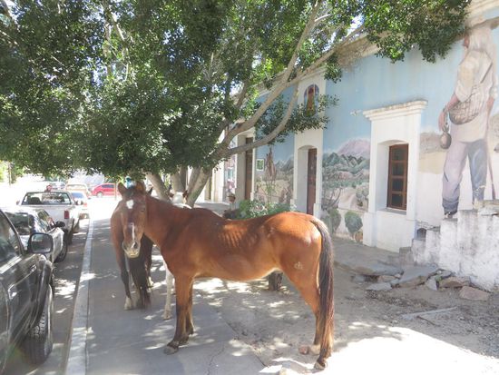 Auch die Pferde machten eine Pause im Schatten des Baumes, direkt gegenüber der kleinen Kirche