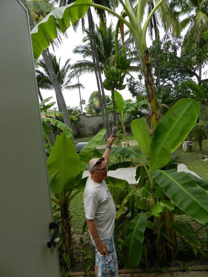 die Bananenstaude, direkt am Wagen