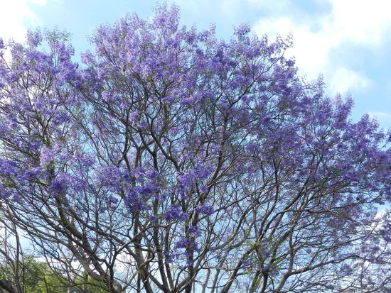 So kurz vor Guadalajara sehen wir immer mehr Jacarandabäume blühen. Das sieht schön aus die vielen lila Blüten.