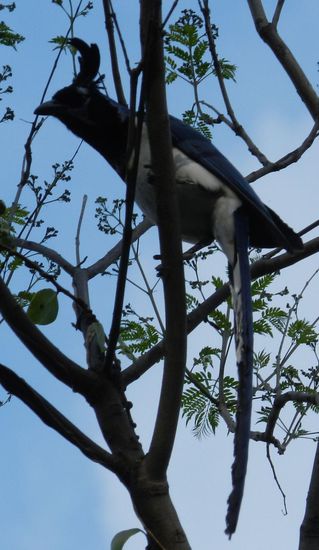 ja was mag das für ein Vogel sein ?