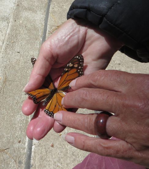 Wir fanden einen total ermatteten Schmetterling und konnten ihn in die Hand nehmen.