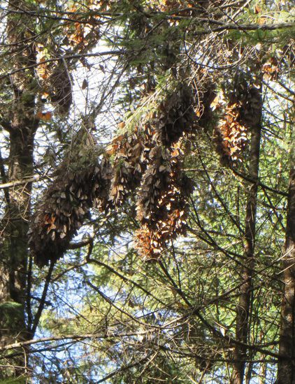 Hier hängen die Monarchen Falter an den Zweigen