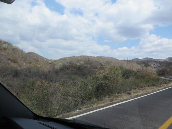 we are on the road  again - überall Kakteen