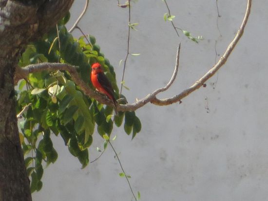 der kleine rote Vogel