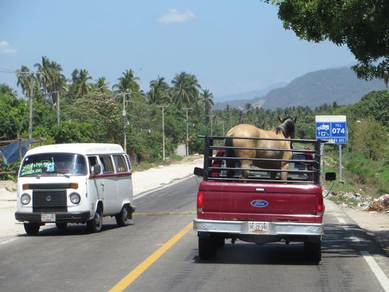 Es geht wie immer einigermaßen gut voran. Wir fahren dann die Mex. 200 und sind um die Mittagszeit wieder am Pazifik. Nur wenn ein Pferd transportiert wird, gehts es ganz langsam