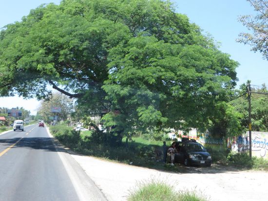 Riesige Akazien säumen die Straße.