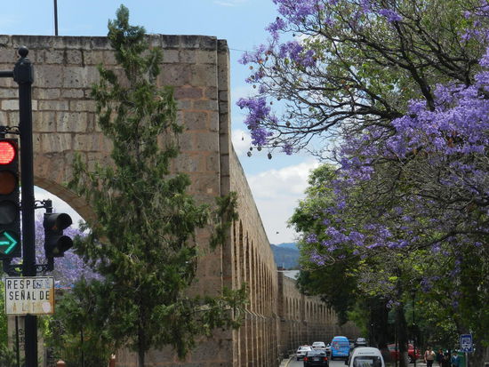 Das Viadukt, das sich durch die Stadt zieht, hier blühen auch die Jacarandabäume.