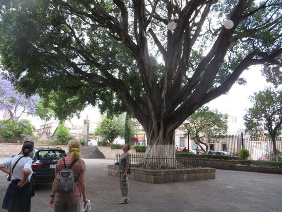 Im Hof des Klosters bewunderten wir eine riesige Birkenfeige.