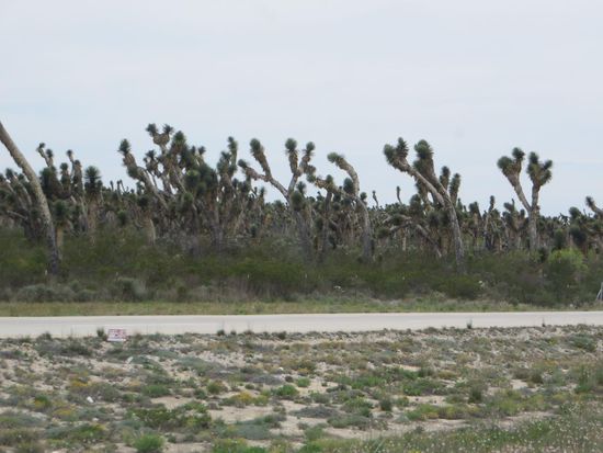 die Drachenbäume entlang der Straße