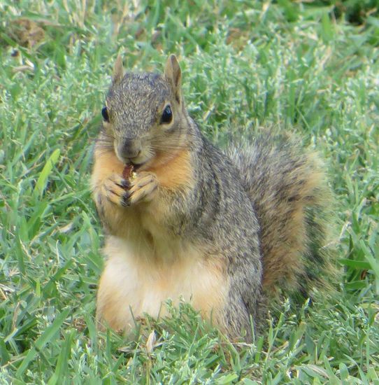 das kleine Eichhörnchen