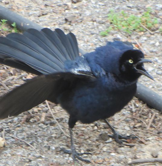 er blazt und macht Krach