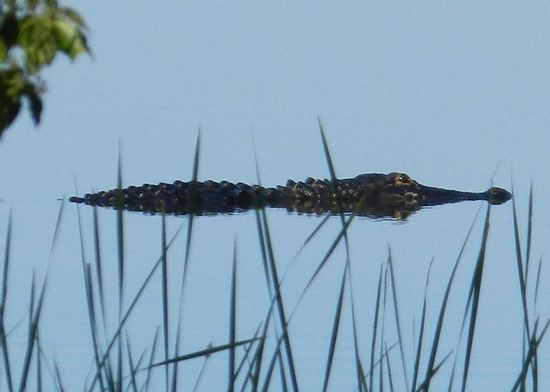 das Lacoste Rettungsboot