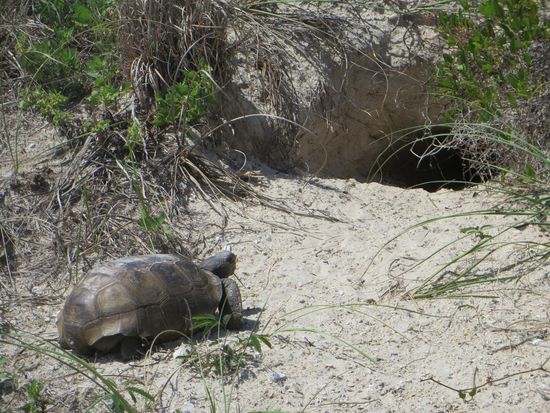 husch husch ins Körbchen