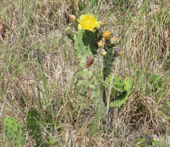 Überall blühen die Kakteen