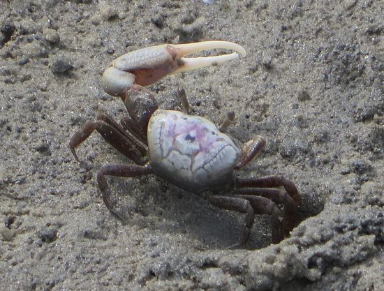 Als wir am Ufer waren konnten wir Winkerkrebse beobachten, wie sie ihre Gänge bauten und wenn man sich näherte verschwanden sie ganz schnell darin, wenn sie wieder herauskamen winkten sie mit ihrer großen Zange. Die andere war dagegen ganz klein.