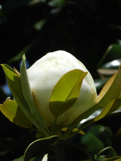 Magnolienknospe