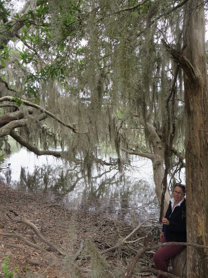 Baum voller Flechten