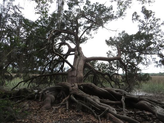 Riesige Bäume mit oberirdischen Wurzel ragen ins Wasser hinein.