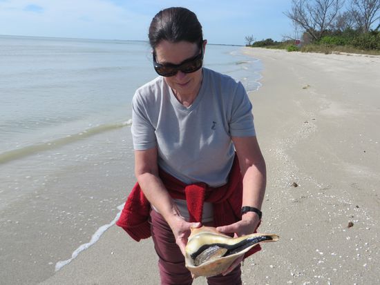 Wir finden drei riesengroße Muscheln, die noch leben, man kann das schwarze Muschelfleisch sehen.  
Wir finden drei riesengroße Muscheln, die noch leben, man kann das schwarze Muschelfleisch sehen.