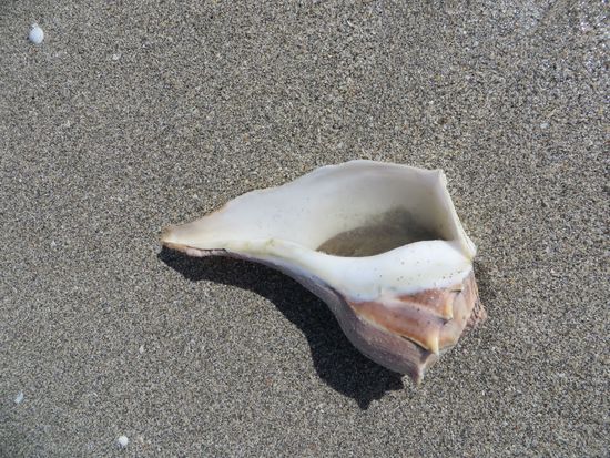 die Muschel har sich ganz ins Innere zurückgezogen