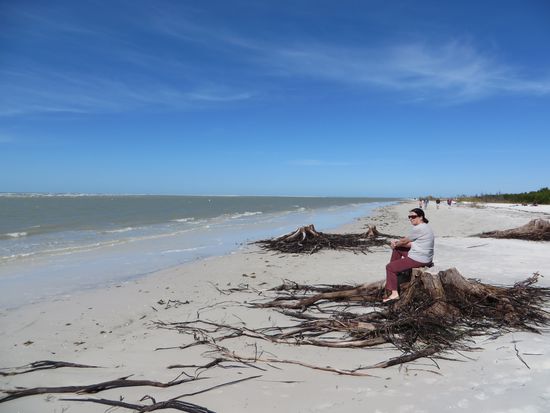 abgeholzte Bäume am Strand