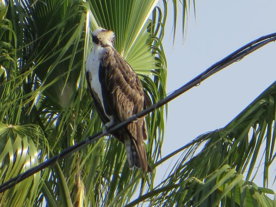 der junge Weißkopfadler