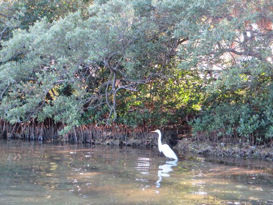 der weiße Reiher direkt an unserem Stellplatz