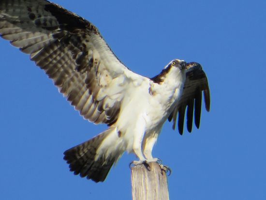 ähnlich einem Habicht, den Namen habe ich vergessen