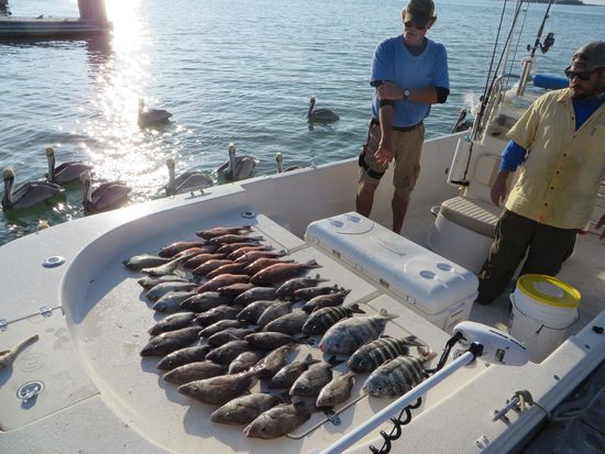 48  frisch gefangene Fische