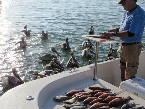 und die Pelikane warten auf dei Abfälle