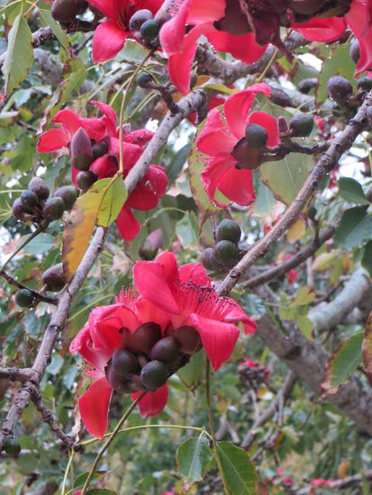 Dieser blühende Baum trotzte dem Regen.