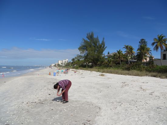 alle möglichen Muschen findet man