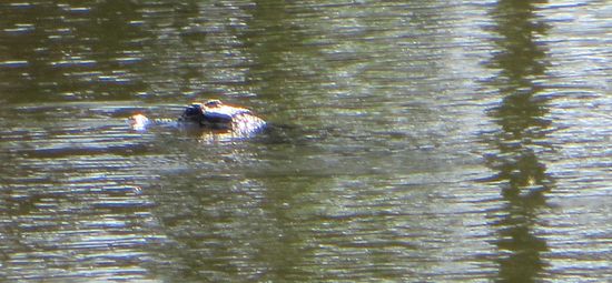 der Alligator direkt bei uns im Teich