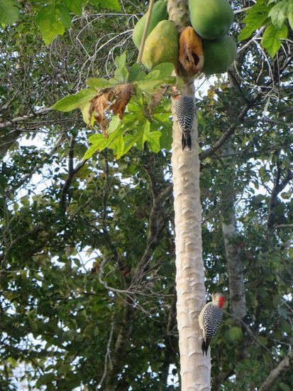 Buntspechte haben eine Papaya angepickt und dann kommen sie zu zweit, um sich daran gütlich zu tun. 
Wir sitzen direkt unter dem Papaya Baum und können sie beobachten.