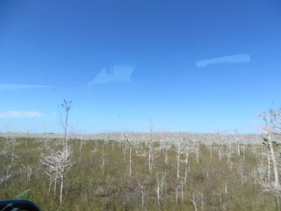 die winterlichen Bäume