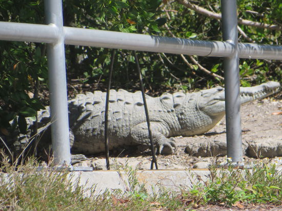 Dann sind wir wieder zum Visitor Center und dem kleinen Hafen gefahren. Hier sind wir auf ein Krokodil gestoßen, daß in der Sonne lag. Es hat sich überhaupt nicht bewegt. Nur seinen Kopf in die Sonne gestreckt.
