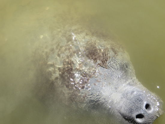 Dann aber bekamen wir Seekühe zu sehen, sie schwammen im Hafenbecken herum und tauchten immer wieder auf, teils zum Atmen, teils weil sie neugierig waren. Am besten konnte immer dann ihre Nasenlöcher sehen.