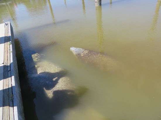 Hier schwimmen zwei Seekühe, ein kleineres und ein ziemliches großes Tier, so um die 3 m lang und auch ganz schön dick.