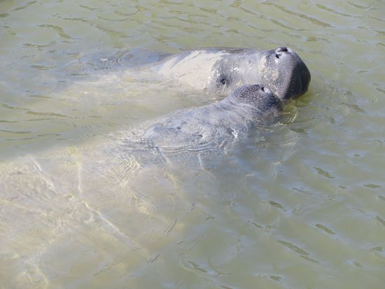 wieder eine neugierig Seekuh