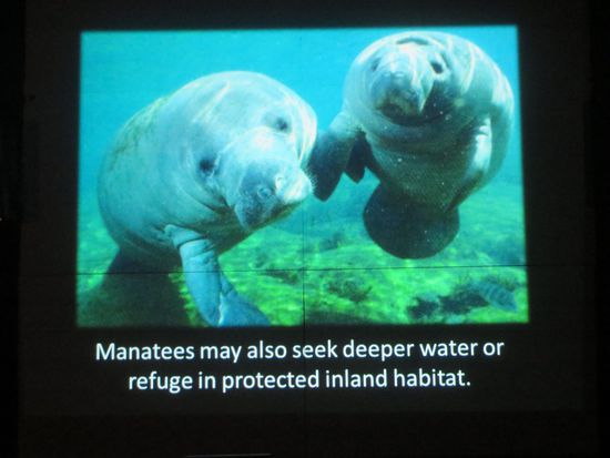 U. a. konnten wir einmal die Seekühe in klarem Wasser sehen und nicht in der Brühe vom Hafen.