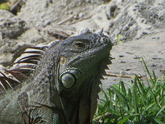 sieht er nicht aus wie ein Drache ?