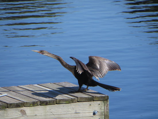 nach erfolgreichem Fischfang laßt der Kormoran ein Gefieder trocknen