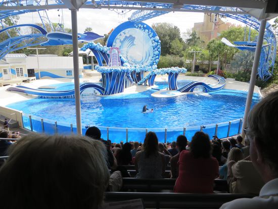 die Delphin Show beginnt