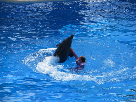 der Tanz der Delphine